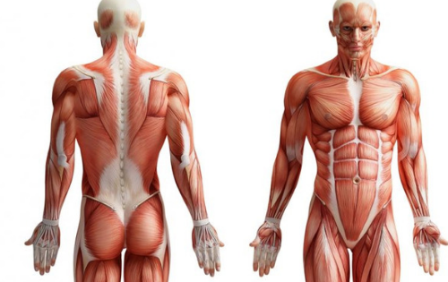 Massaggio Connettivale per risolvere le problematiche muscolari